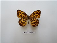 藏品(白裳貓蛺蝶)的圖片